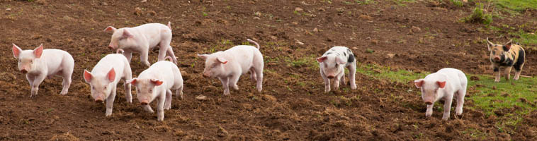 piglets PEDv